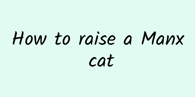 How to raise a Manx cat
