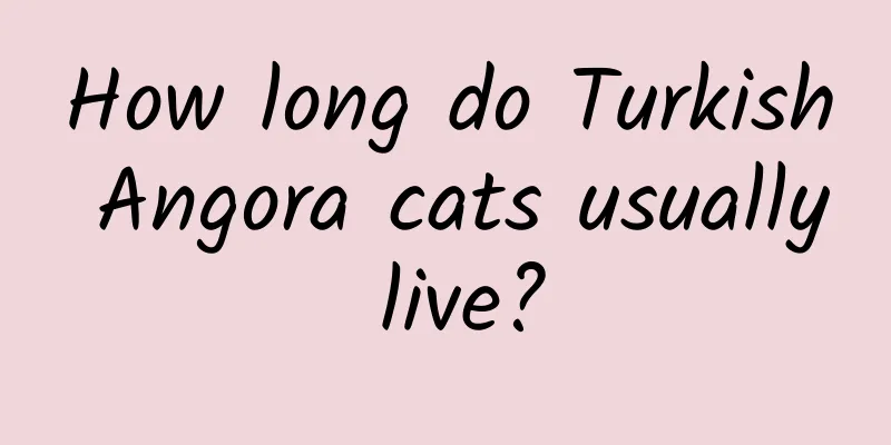 How long do Turkish Angora cats usually live?
