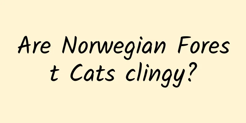 Are Norwegian Forest Cats clingy?