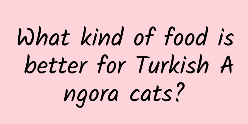 What kind of food is better for Turkish Angora cats?