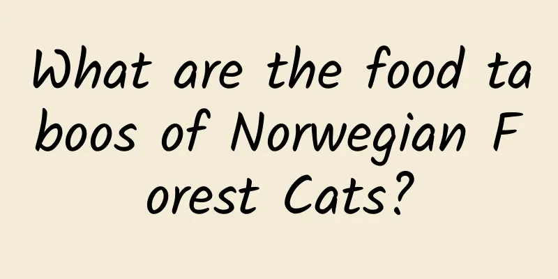 What are the food taboos of Norwegian Forest Cats?
