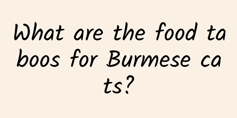 What are the food taboos for Burmese cats?