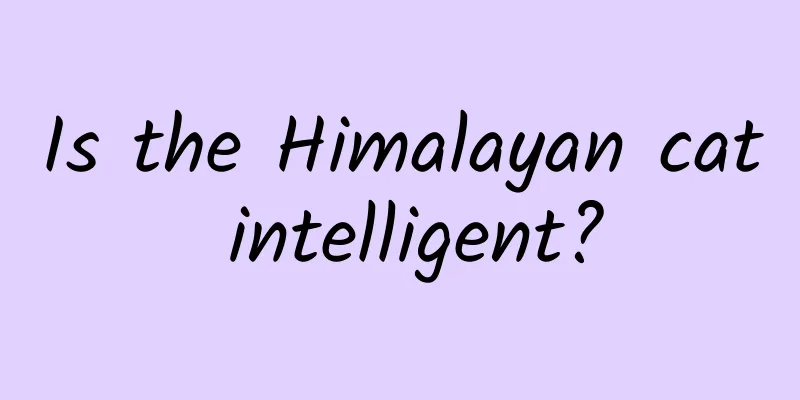 Is the Himalayan cat intelligent?