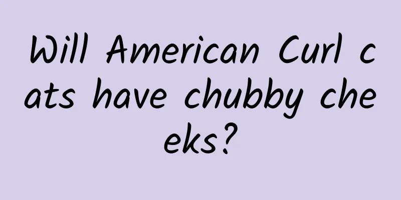 Will American Curl cats have chubby cheeks?