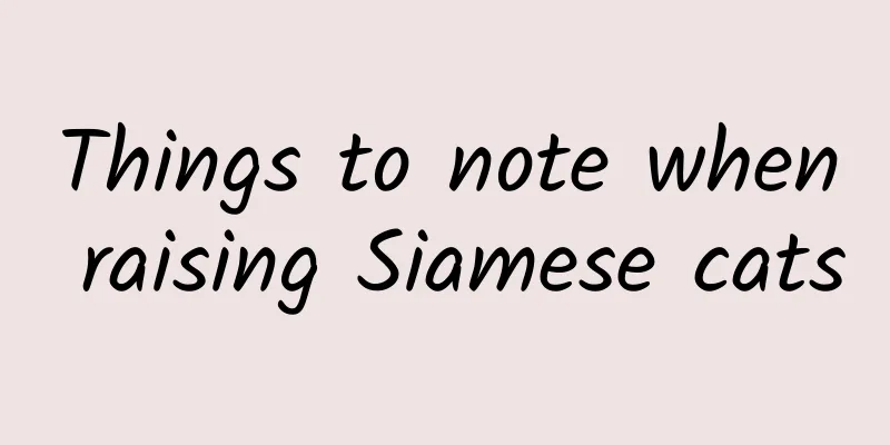 Things to note when raising Siamese cats