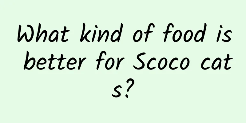 What kind of food is better for Scoco cats?