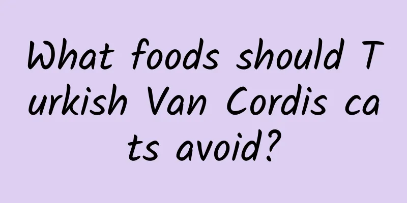 What foods should Turkish Van Cordis cats avoid?
