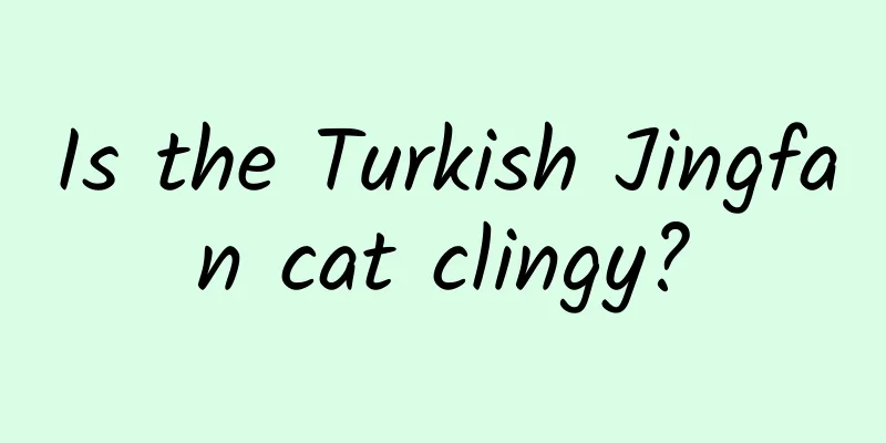 Is the Turkish Jingfan cat clingy?