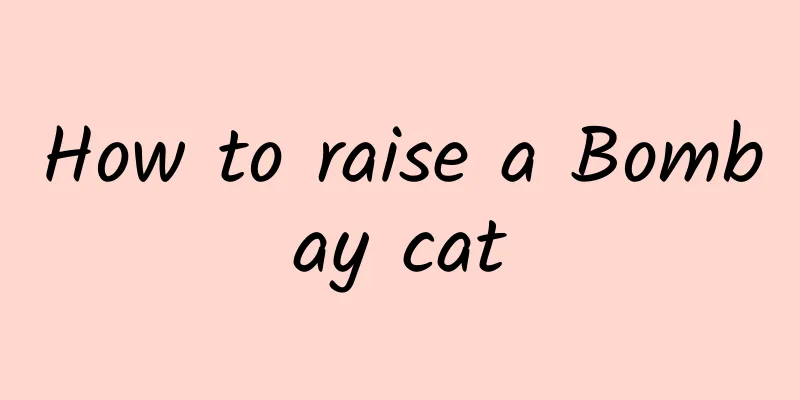 How to raise a Bombay cat