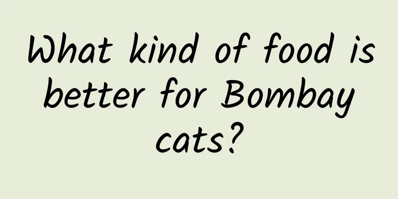 What kind of food is better for Bombay cats?