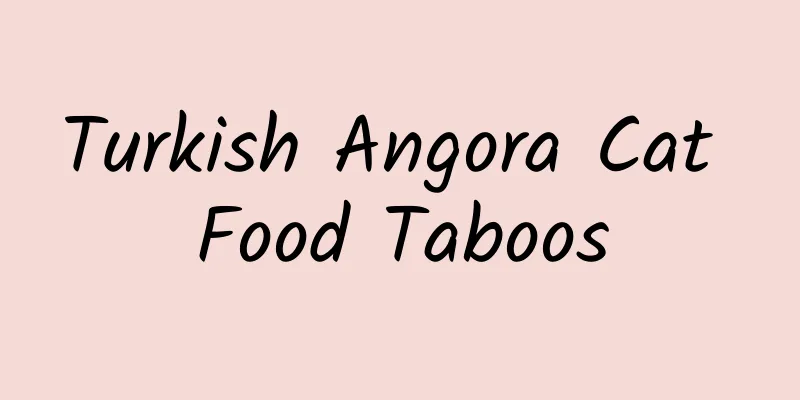 Turkish Angora Cat Food Taboos