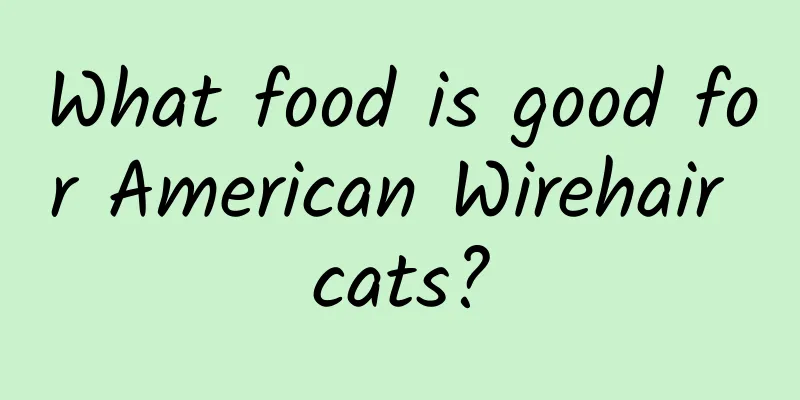 What food is good for American Wirehair cats?