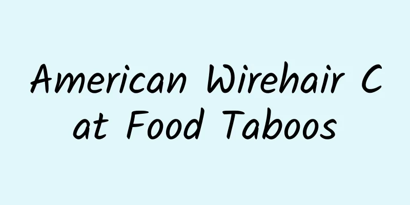 American Wirehair Cat Food Taboos