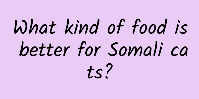 What kind of food is better for Somali cats?