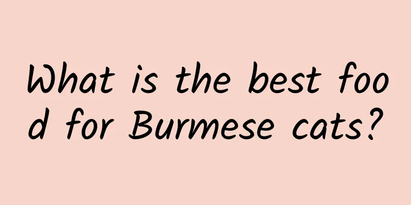 What is the best food for Burmese cats?