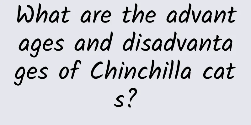 What are the advantages and disadvantages of Chinchilla cats?