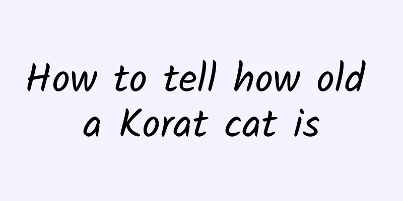 How to tell how old a Korat cat is