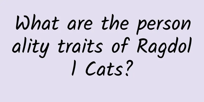What are the personality traits of Ragdoll Cats?