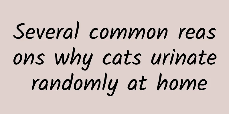 Several common reasons why cats urinate randomly at home