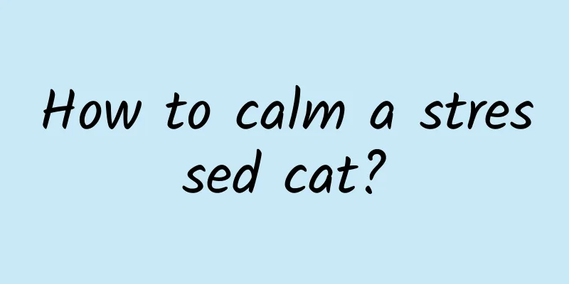 How to calm a stressed cat?