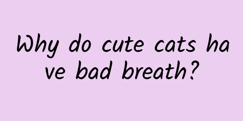 Why do cute cats have bad breath?
