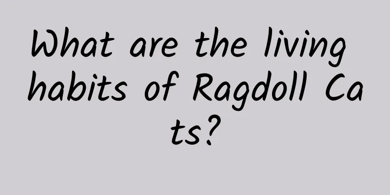 What are the living habits of Ragdoll Cats?