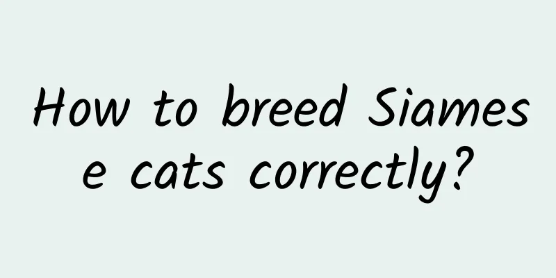 How to breed Siamese cats correctly?