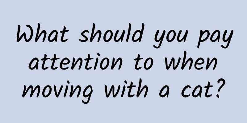 What should you pay attention to when moving with a cat?