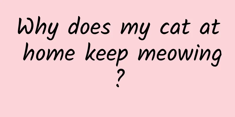 Why does my cat at home keep meowing?