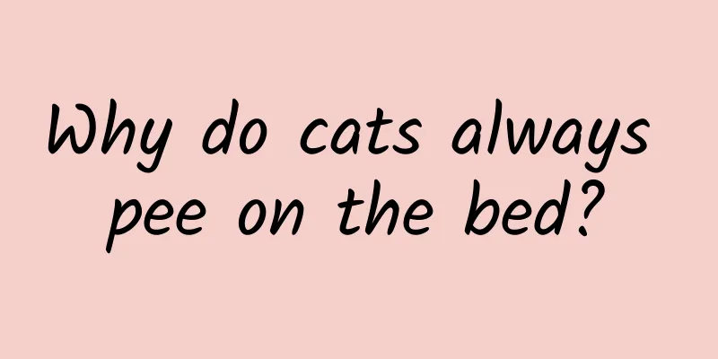 Why do cats always pee on the bed?