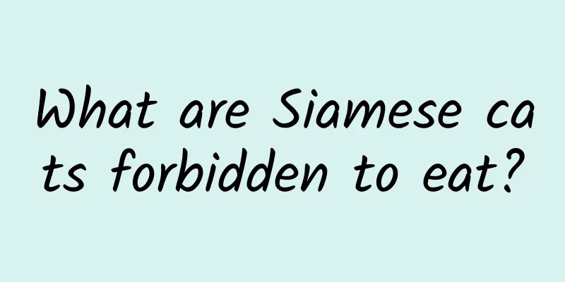 What are Siamese cats forbidden to eat?