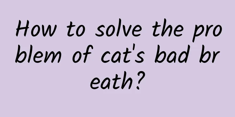 How to solve the problem of cat's bad breath?
