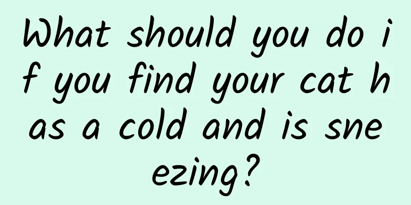 What should you do if you find your cat has a cold and is sneezing?