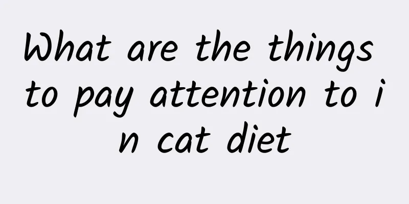 What are the things to pay attention to in cat diet