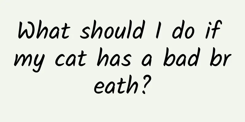 What should I do if my cat has a bad breath?