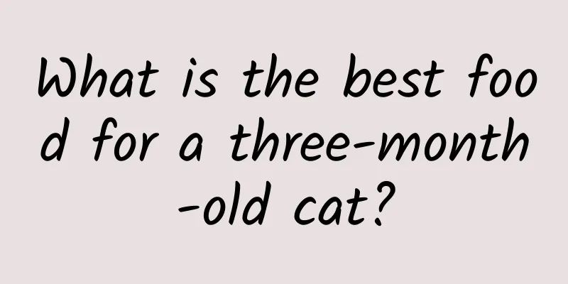 What is the best food for a three-month-old cat?
