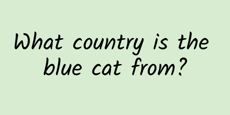 What country is the blue cat from?