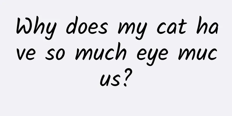 Why does my cat have so much eye mucus?