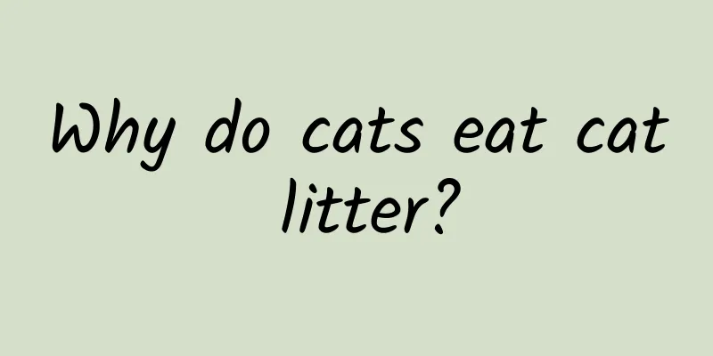 Why do cats eat cat litter?