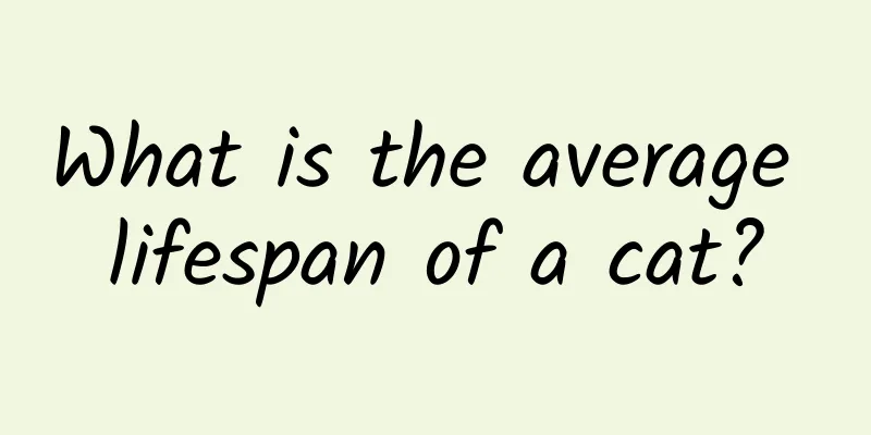 What is the average lifespan of a cat?