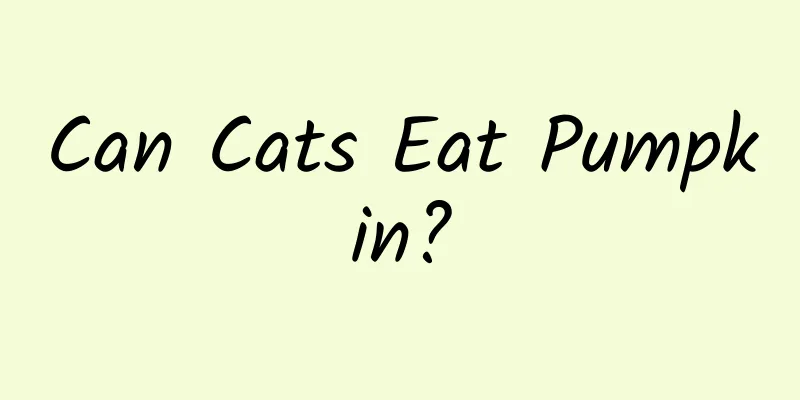Can Cats Eat Pumpkin?
