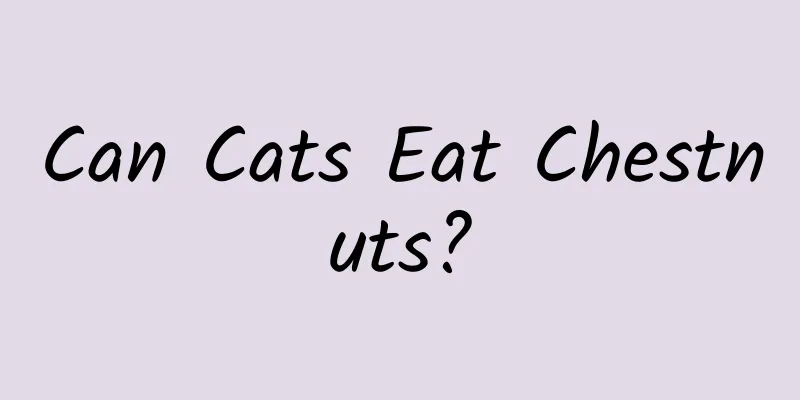 Can Cats Eat Chestnuts?