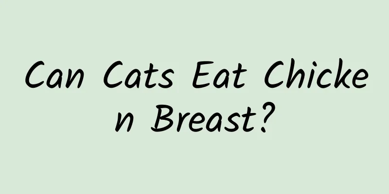 Can Cats Eat Chicken Breast?