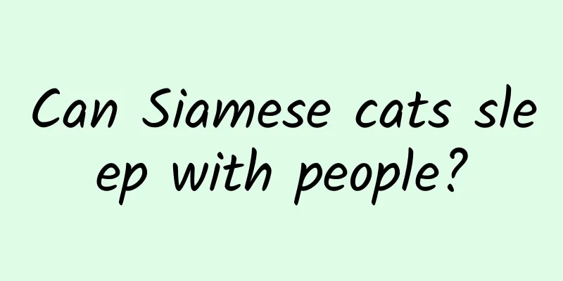 Can Siamese cats sleep with people?