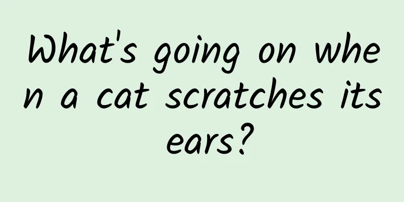 What's going on when a cat scratches its ears?