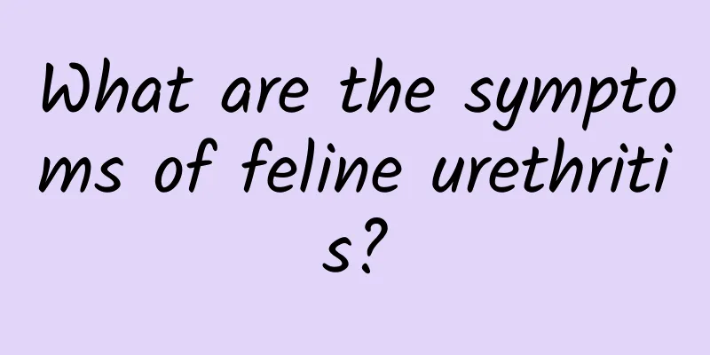 What are the symptoms of feline urethritis?