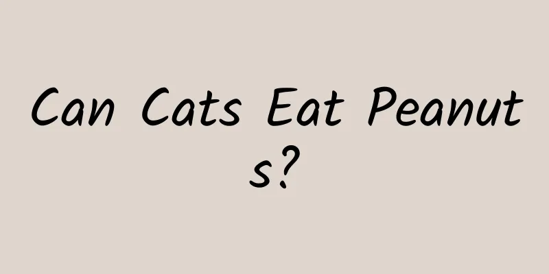 Can Cats Eat Peanuts?