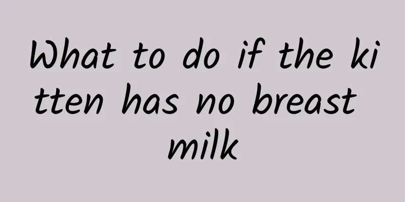 What to do if the kitten has no breast milk