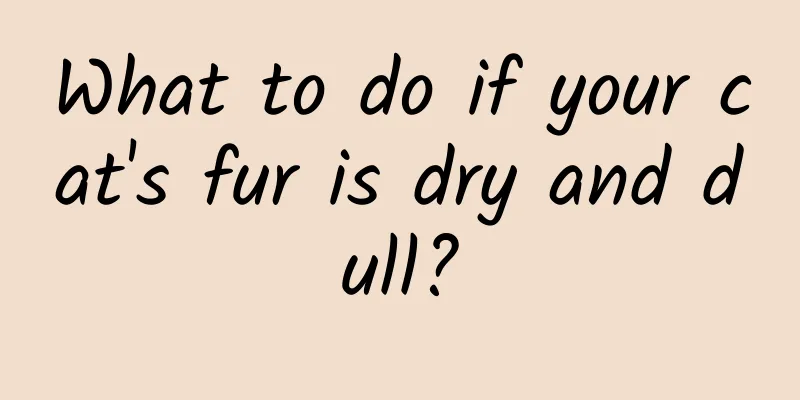 What to do if your cat's fur is dry and dull?