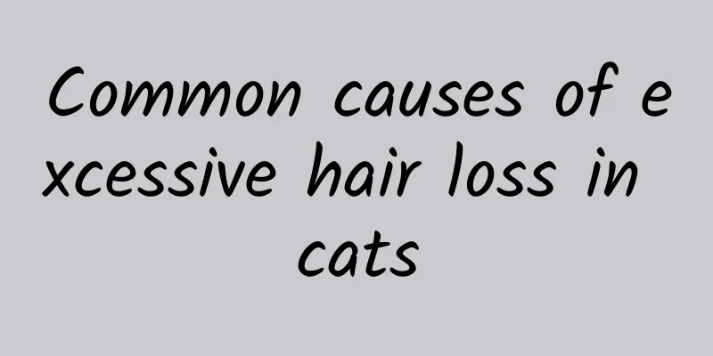 Common causes of excessive hair loss in cats